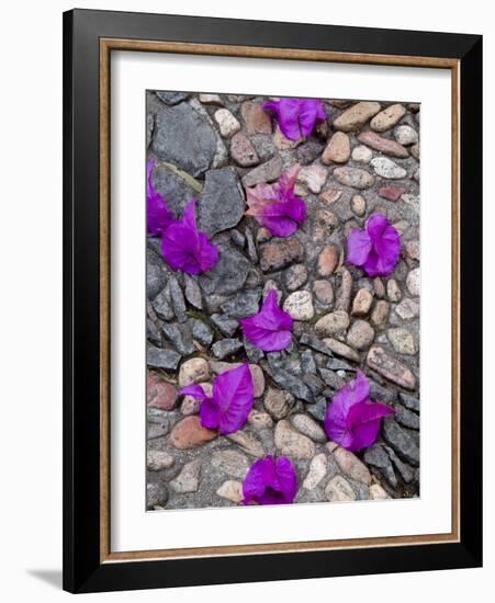 Fallen Bougainvillea Petals on Cobblestones, San Miguel De Allende, Mexico-Nancy Rotenberg-Framed Photographic Print