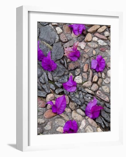 Fallen Bougainvillea Petals on Cobblestones, San Miguel De Allende, Mexico-Nancy Rotenberg-Framed Photographic Print