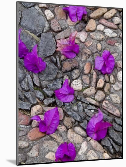 Fallen Bougainvillea Petals on Cobblestones, San Miguel De Allende, Mexico-Nancy Rotenberg-Mounted Photographic Print