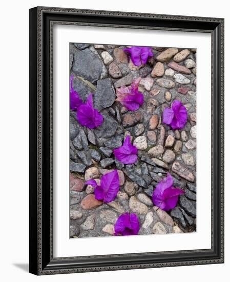 Fallen Bougainvillea Petals on Cobblestones, San Miguel De Allende, Mexico-Nancy Rotenberg-Framed Photographic Print