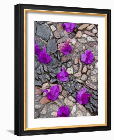 Fallen Bougainvillea Petals on Cobblestones, San Miguel De Allende, Mexico-Nancy Rotenberg-Framed Photographic Print