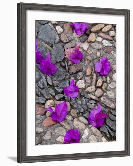 Fallen Bougainvillea Petals on Cobblestones, San Miguel De Allende, Mexico-Nancy Rotenberg-Framed Photographic Print