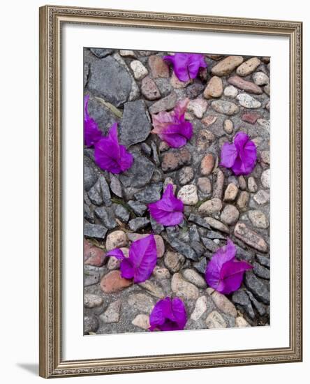 Fallen Bougainvillea Petals on Cobblestones, San Miguel De Allende, Mexico-Nancy Rotenberg-Framed Photographic Print