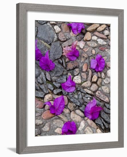 Fallen Bougainvillea Petals on Cobblestones, San Miguel De Allende, Mexico-Nancy Rotenberg-Framed Photographic Print