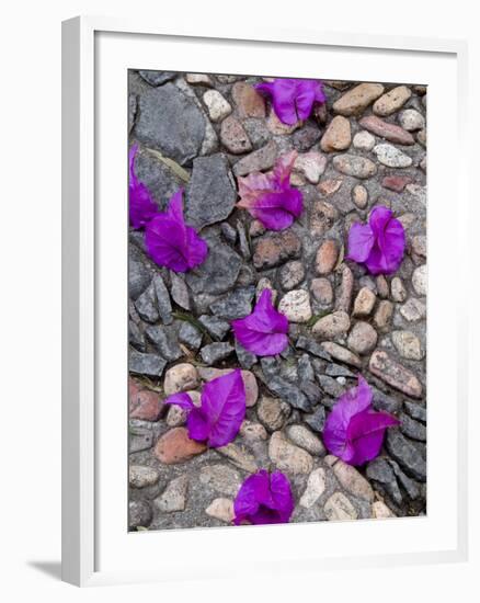 Fallen Bougainvillea Petals on Cobblestones, San Miguel De Allende, Mexico-Nancy Rotenberg-Framed Photographic Print