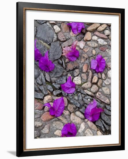 Fallen Bougainvillea Petals on Cobblestones, San Miguel De Allende, Mexico-Nancy Rotenberg-Framed Photographic Print