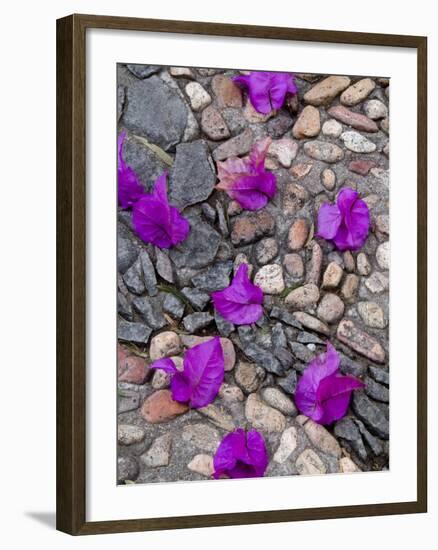 Fallen Bougainvillea Petals on Cobblestones, San Miguel De Allende, Mexico-Nancy Rotenberg-Framed Photographic Print