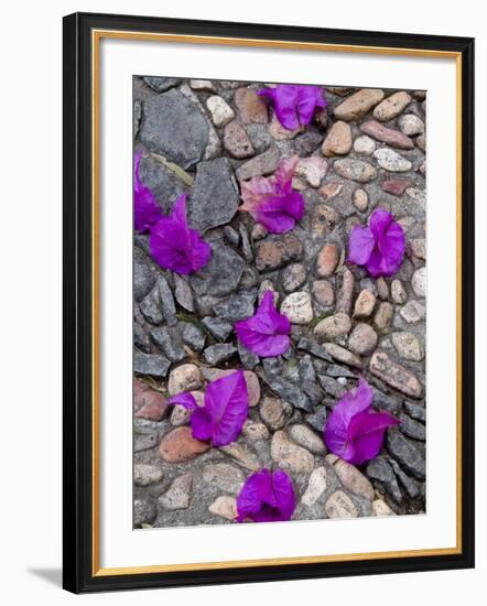 Fallen Bougainvillea Petals on Cobblestones, San Miguel De Allende, Mexico-Nancy Rotenberg-Framed Photographic Print