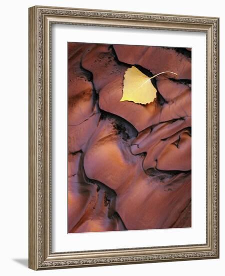 Fallen Cottonwood Leaf Rippled by Flood Water, Muddy Creek Blm Wilderness, Utah, Usa-Scott T. Smith-Framed Photographic Print