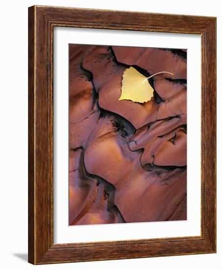 Fallen Cottonwood Leaf Rippled by Flood Water, Muddy Creek Blm Wilderness, Utah, Usa-Scott T. Smith-Framed Photographic Print