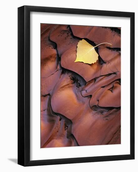 Fallen Cottonwood Leaf Rippled by Flood Water, Muddy Creek Blm Wilderness, Utah, Usa-Scott T. Smith-Framed Photographic Print
