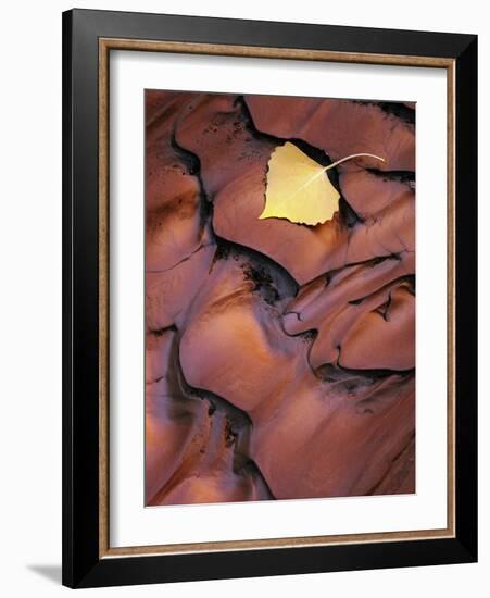 Fallen Cottonwood Leaf Rippled by Flood Water, Muddy Creek Blm Wilderness, Utah, Usa-Scott T. Smith-Framed Photographic Print