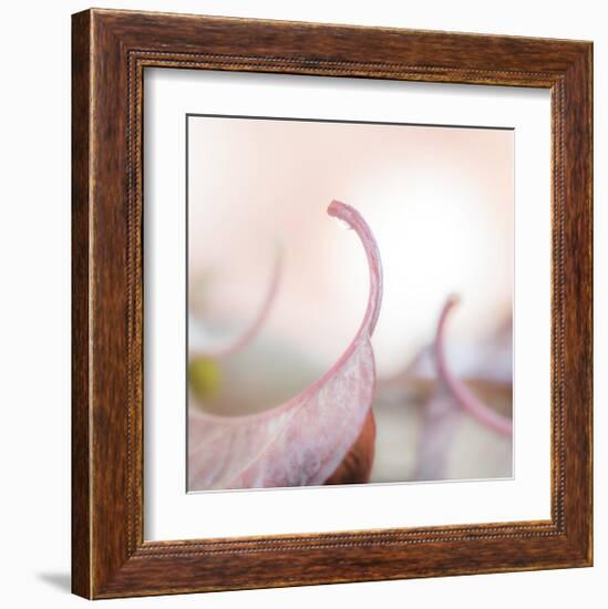 Fallen Dogwood Leaves 2-Don Paulson-Framed Giclee Print