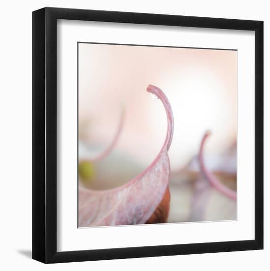 Fallen Dogwood Leaves 2-Don Paulson-Framed Giclee Print