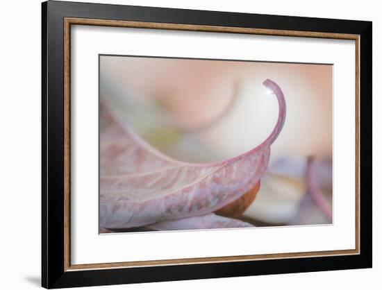 Fallen Dogwood Leaves-Don Paulson-Framed Giclee Print