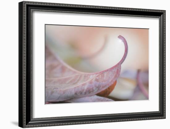 Fallen Dogwood Leaves-Don Paulson-Framed Giclee Print