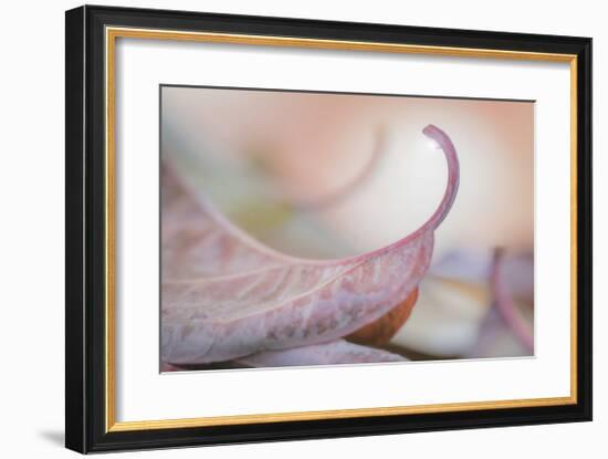 Fallen Dogwood Leaves-Don Paulson-Framed Giclee Print