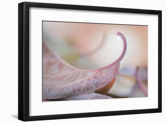 Fallen Dogwood Leaves-Don Paulson-Framed Giclee Print