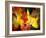 Fallen Glory-Doug Chinnery-Framed Photographic Print