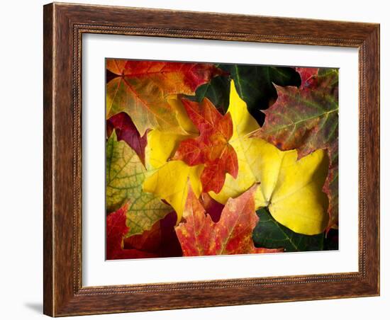 Fallen Glory-Doug Chinnery-Framed Photographic Print