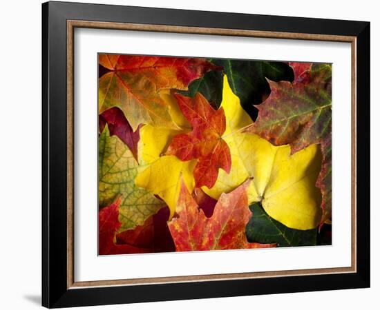 Fallen Glory-Doug Chinnery-Framed Photographic Print