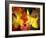 Fallen Glory-Doug Chinnery-Framed Photographic Print