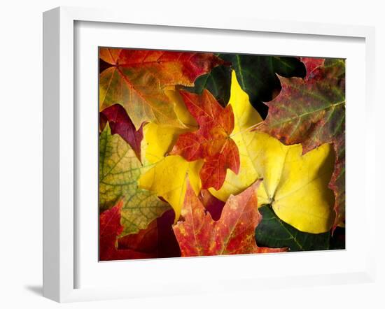 Fallen Glory-Doug Chinnery-Framed Photographic Print