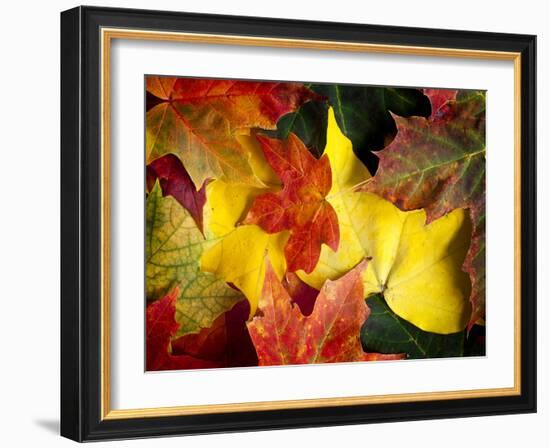 Fallen Glory-Doug Chinnery-Framed Photographic Print