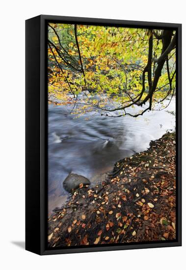 Fallen Leaves and Tree Overhanging the River Nidd in Nidd Gorge in Autumn-Mark Sunderland-Framed Premier Image Canvas