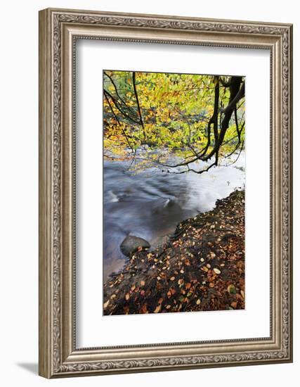 Fallen Leaves and Tree Overhanging the River Nidd in Nidd Gorge in Autumn-Mark Sunderland-Framed Photographic Print