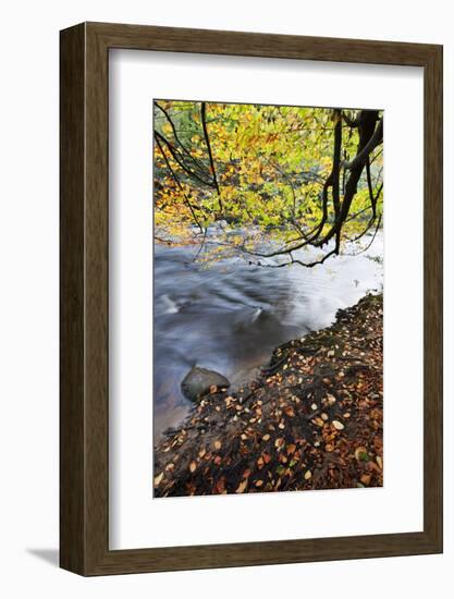 Fallen Leaves and Tree Overhanging the River Nidd in Nidd Gorge in Autumn-Mark Sunderland-Framed Photographic Print