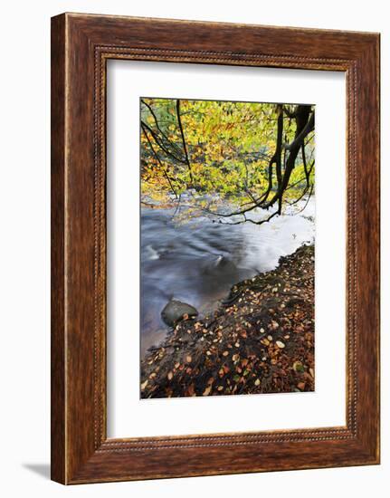 Fallen Leaves and Tree Overhanging the River Nidd in Nidd Gorge in Autumn-Mark Sunderland-Framed Photographic Print