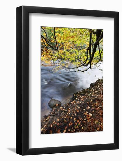 Fallen Leaves and Tree Overhanging the River Nidd in Nidd Gorge in Autumn-Mark Sunderland-Framed Photographic Print