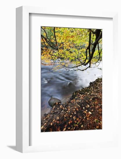 Fallen Leaves and Tree Overhanging the River Nidd in Nidd Gorge in Autumn-Mark Sunderland-Framed Photographic Print