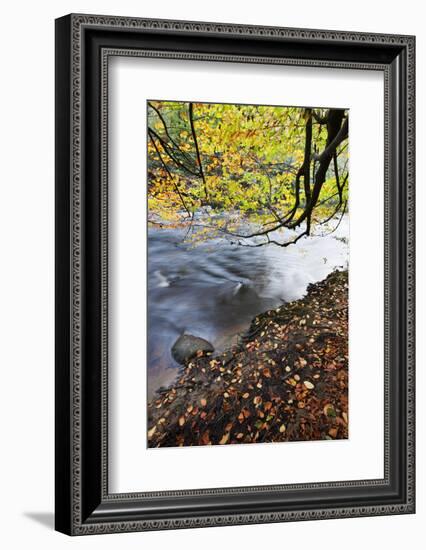 Fallen Leaves and Tree Overhanging the River Nidd in Nidd Gorge in Autumn-Mark Sunderland-Framed Photographic Print