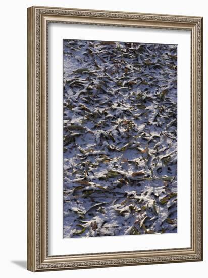 Fallen Leaves Covered with a Dusting of Snow-Natalie Tepper-Framed Photo