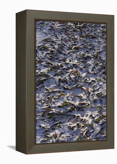 Fallen Leaves Covered with a Dusting of Snow-Natalie Tepper-Framed Stretched Canvas