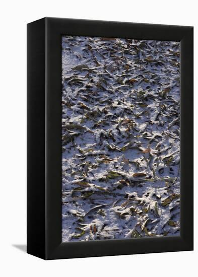 Fallen Leaves Covered with a Dusting of Snow-Natalie Tepper-Framed Stretched Canvas