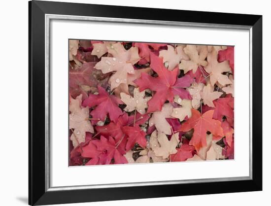 Fallen Leaves I-Kathy Mahan-Framed Photographic Print