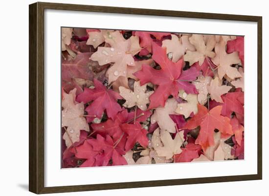 Fallen Leaves I-Kathy Mahan-Framed Photographic Print