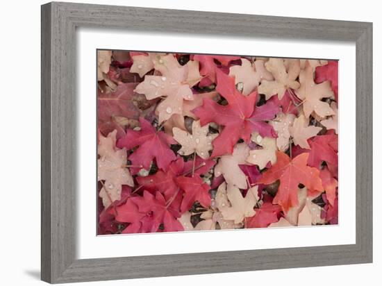 Fallen Leaves I-Kathy Mahan-Framed Photographic Print