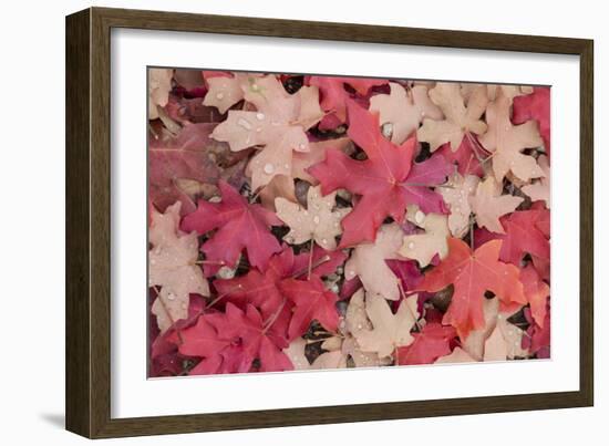 Fallen Leaves I-Kathy Mahan-Framed Photographic Print