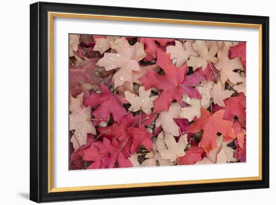 Fallen Leaves I-Kathy Mahan-Framed Photographic Print