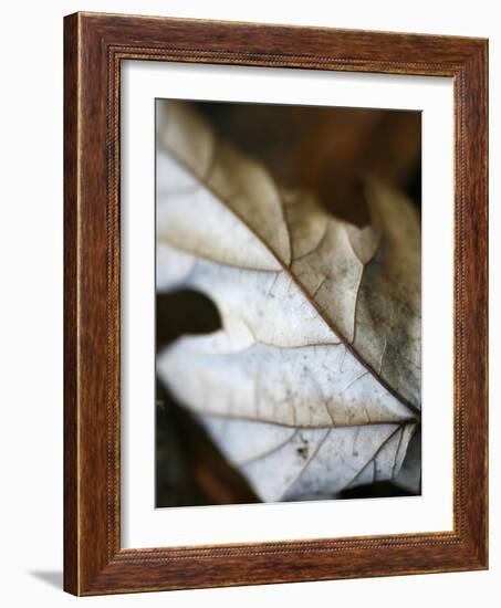 Fallen Leaves I-Nicole Katano-Framed Photo