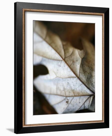 Fallen Leaves I-Nicole Katano-Framed Photo