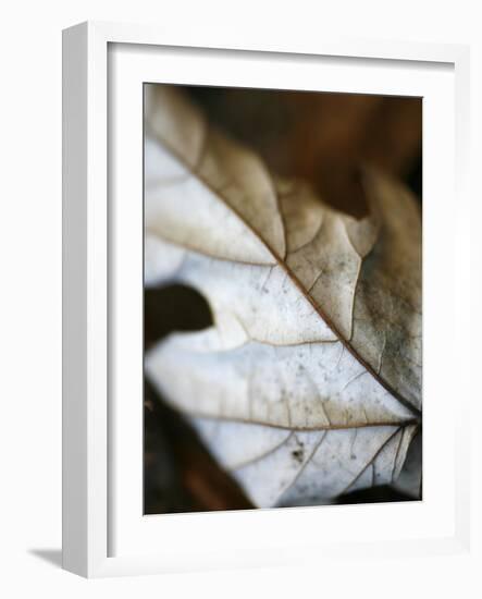 Fallen Leaves I-Nicole Katano-Framed Photo