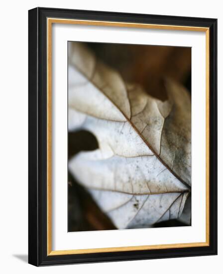 Fallen Leaves I-Nicole Katano-Framed Photo