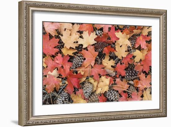 Fallen Leaves II-Kathy Mahan-Framed Photographic Print