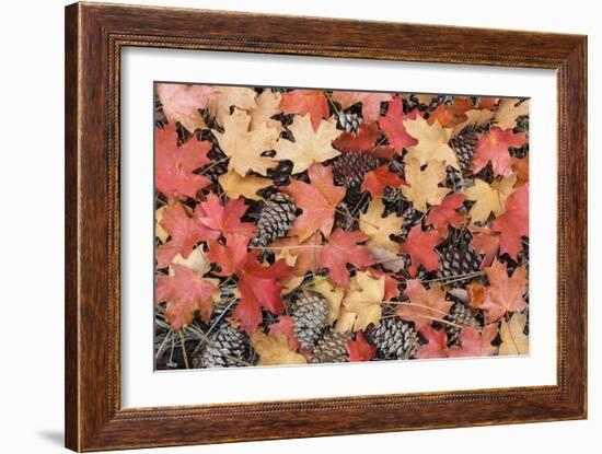 Fallen Leaves II-Kathy Mahan-Framed Photographic Print