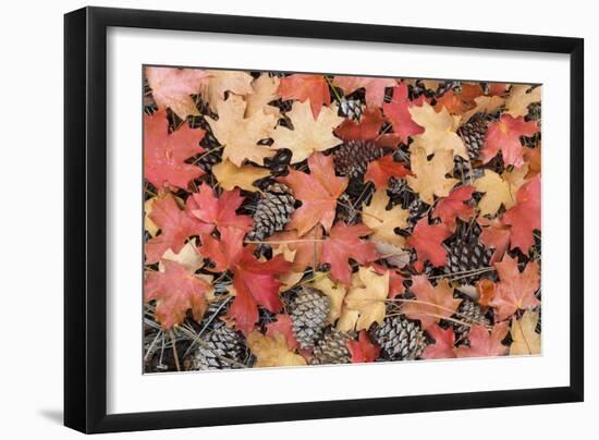 Fallen Leaves II-Kathy Mahan-Framed Photographic Print